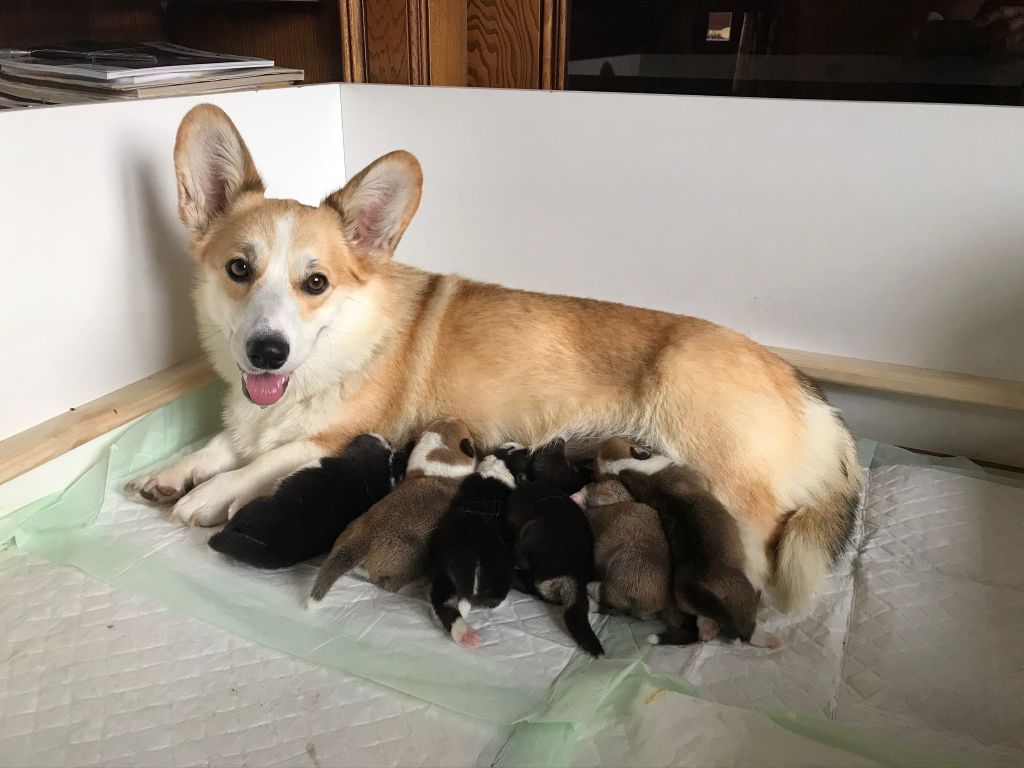 UZEM BACHLA - Welsh Corgi Pembroke - Portée née le 23/08/2020