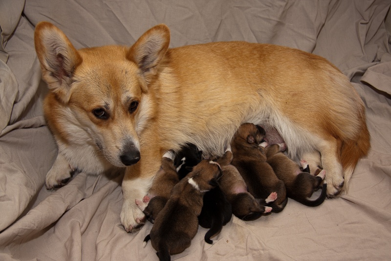 UZEM BACHLA - Welsh Corgi Pembroke - Portée née le 03/12/2011